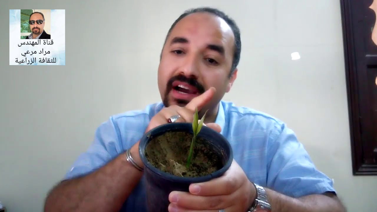 فاكهة الثعبان طرق تكاثر والرعاية والتسميد والرى Salacca zalaccaحلقة 174