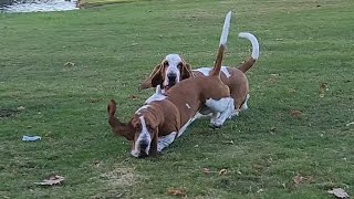 Basset Puppy can't contain himself!