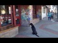Take Your Dog Everywhere | Dog Training San Jose, Ca. Take Your Dog Everywhere | Dog Training San Jose, Ca.