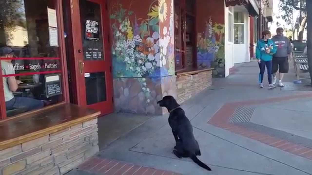 Take Your Dog Everywhere Dog Training San Jose, Ca. YouTube