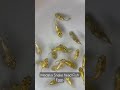 The Medaka fish is extremely easy to keep #aquascapegallery #aquascape #aquascapelowtech #aqualife