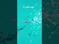 جربت تعوم مع القرش جربت تعوم مع القرش