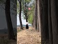 拍了整整一年 才拍下老家一条杨树小路的春夏秋冬 缩成短短的几十秒 一年四季的变幻像极了人的一生 少年 青年 中年 老年 四季有轮回 人却再无少年春夏秋冬 乡愁记忆 拍了整整一年 才拍下老家一条杨树小路的春夏秋冬 缩成短短的几十秒 一年四季的变幻像极了人的一生 少年 青年 中年 老年 四季有轮回 人却再无少年春夏秋冬 乡愁记忆