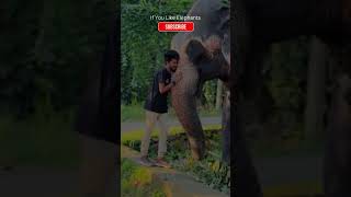 Elephant Blocks Road but Smiles 🐘😊 #WildlifeShorts  #elephantconservation