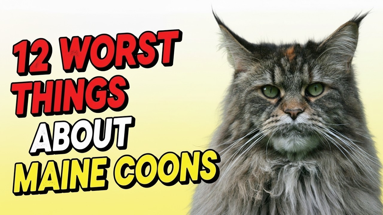 12 худших черт мейн-кунов 🐱