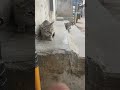 Feeding stray cats 🐈⬛
