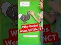 Why Dodo birds REALLY went extinct..