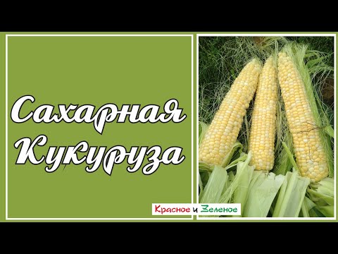 Сладкая кукуруза. Летние подкормки, формировка, опыление