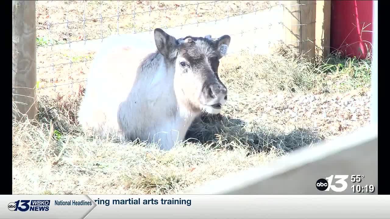 bowling-green-reindeer-farm-introduces-new-reindeer-nitro-christmas