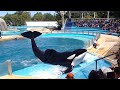 MUNDO MARINO - SHOW DE ORCAS Y DELFINES / SAN CLEMENTE DEL TUYÚ
