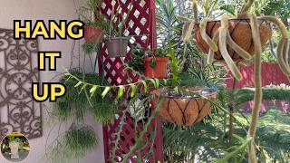 Hanging Cactus & Succulents For Your Balcony or Patio