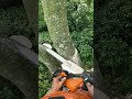 Too beautiful to be trimming. Ivory mahogany tree.
