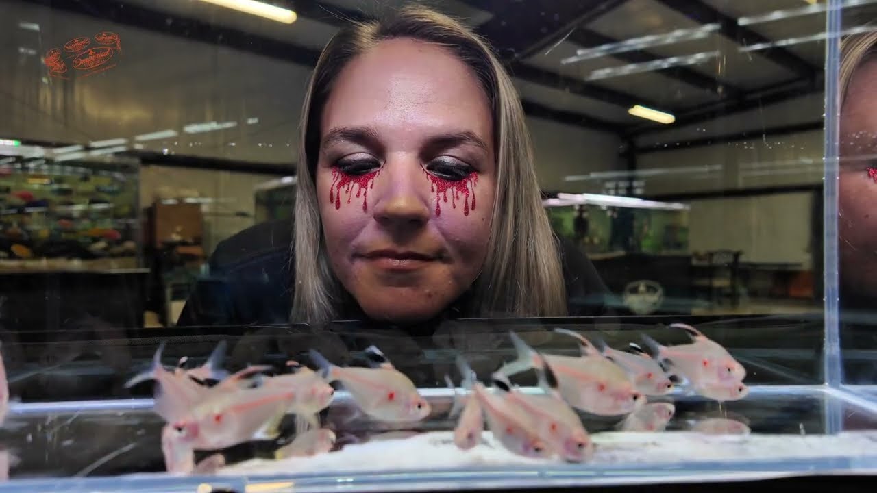 👻🐟 FUN FRIDAY SPOOKTACULAR GIVEAWAY! WIN A 10-PACK OF BLEEDING HEART TETRAS OR A $50 STORE CREDIT!