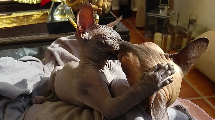 Video 11295601: don sphynx cats, sphynx cat playing, sphynx cat baby, kitten