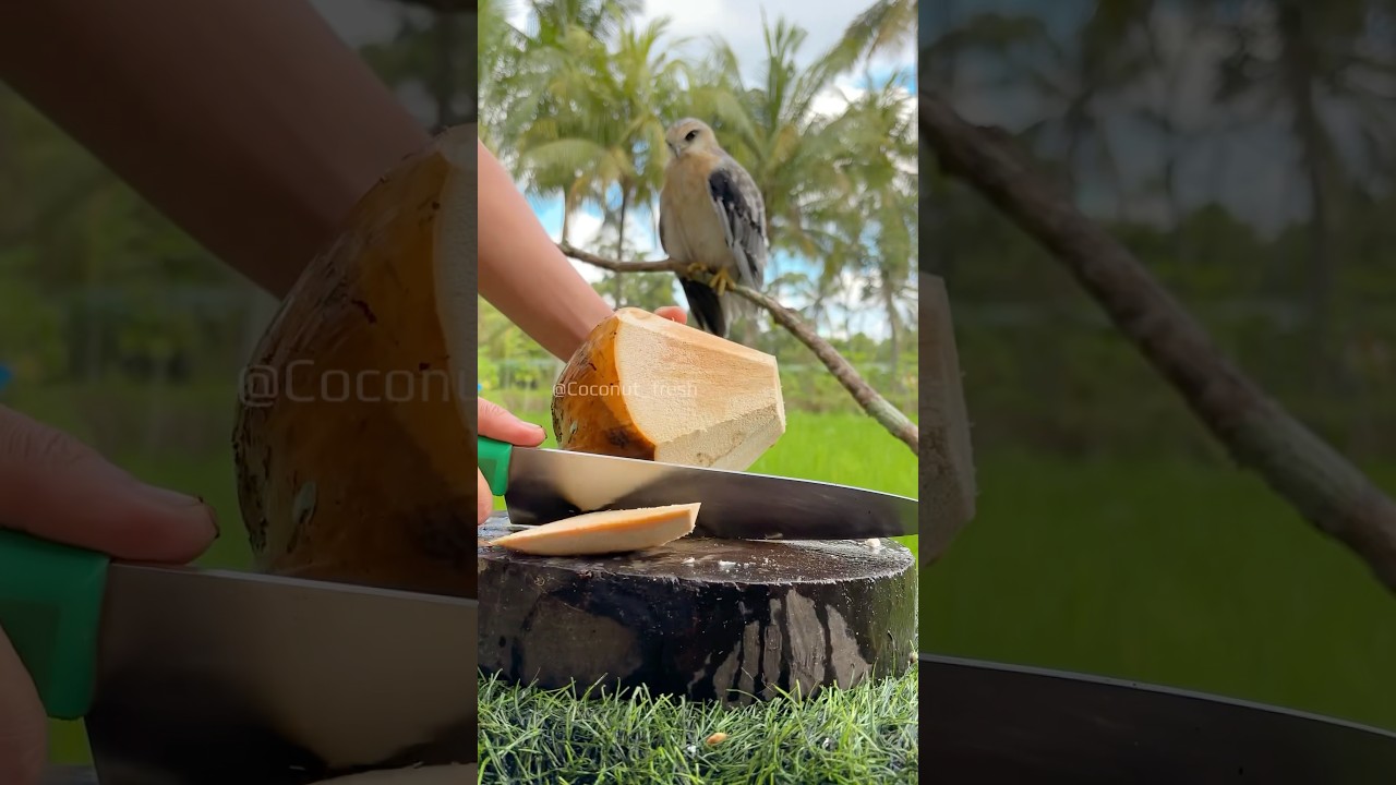 Satisfying Aged Coconut Peeling ASMR