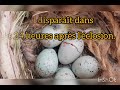 L'éclosion + Naissance d'un oisillon