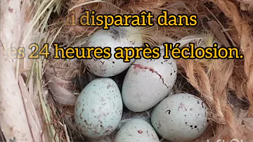 Quand les œuf de Canari éclosion ?