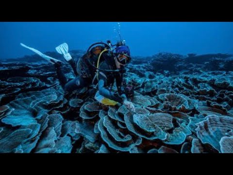 Enormous &rsquo;twilight zone&rsquo; coral reef discovered off the coast of Tahiti