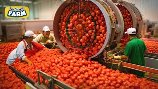 How HUGE Quantities of Tomatoes are Processed | Tomato Harvesting and Tomato Sauce Production