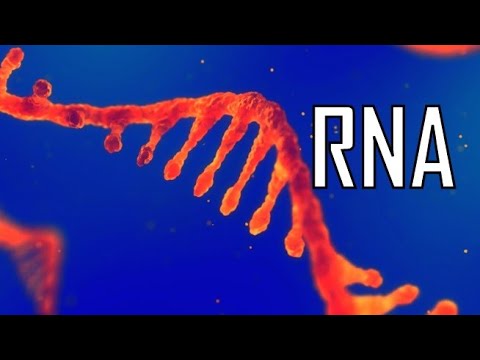 Video: In che modo il siRNA del microRNA influenza l'espressione genica?