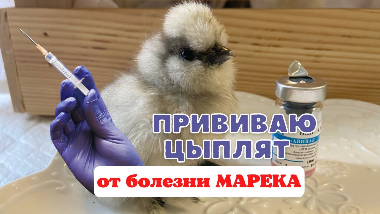 Вакцина от марека. Вакцинация цыплят. Марека вакцинация. Марека вакцина для цыплят.