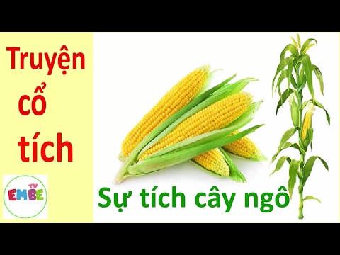 Sự tích cây ngô: Truyện cổ tích cho bé
