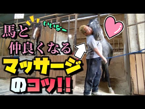 馬を撫でる正しい方法とコツ。安全に信頼を得るためのステップ