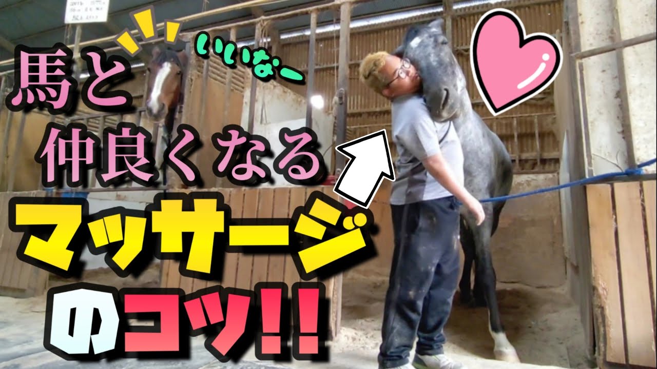 馬と仲良くなろう！！馬から好かれるマッサージの『コツ』や馬への接し方を教えます。【ツルマルボーイ様のシモべ】