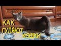 Как гуляют кошки когда у них течка, и что делать...