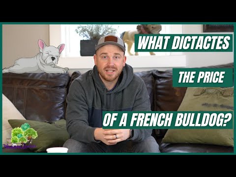 What Dictates The Price Of A French Bulldog?