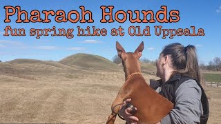 Keep your Pharaoh Hound thriving  Pharaoh  Hounds by a historical landmark  Kennel  Faouziahs