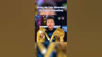 Silvervine Is Better Than Catnip!