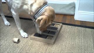 A Dog's Guide to Solving the DogBrick Puzzle Toy
