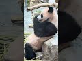 2026.05.31 에버랜드 판다 세컨하우스 (12)
