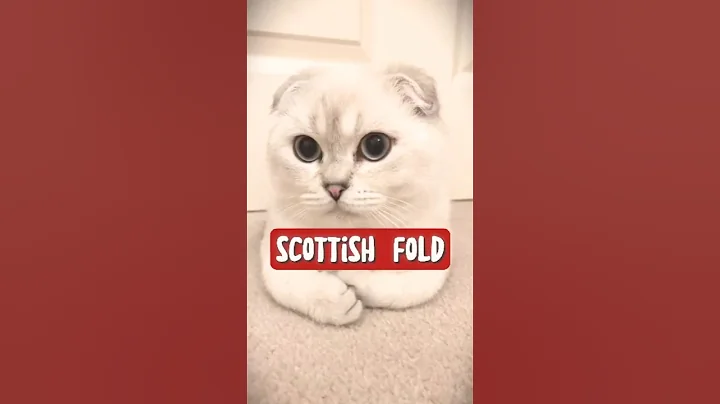 Video 10586901: meet scottish fold, fold ear cat, cutest cats