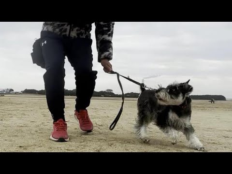 とても簡単な犬の引っ張り癖の治し方【②ミニチュアシュナウザー犬/しつけ/訓練】