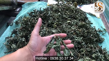 Lá Sâm Ngọc Linh khô chính hãng