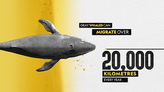 Celebrate World Whale Day | Giants of the Ocean | National Geographic India