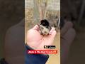 Allah Is The Best Creator🥰| سبحان اللہ #shorts #rooster #chicks #youtubeshorts