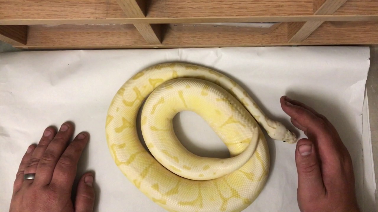 Banana Firebee Ball Python - Youtube