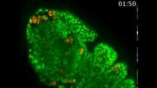 iCasper visualizes apoptosis in developing embryo of Drosophila