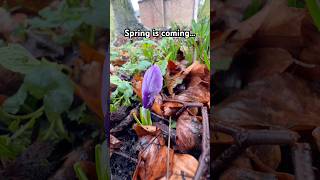 First Crocus of #Spring