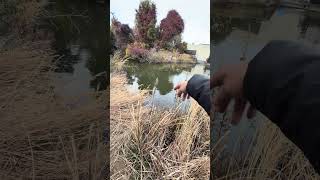 超巨大ニホンイシガメ牧場を建設中!