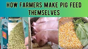 How Farmers Can Make Pig Feed Themselves At Home? Reduce feeding cost and increase profits