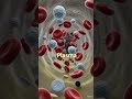 🩸 Blood Cells & Plasma — The powerful team flowing inside your body! 🔬✨