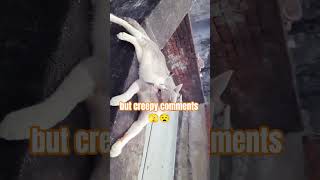 cat funny video 🐈‍⬛️ 🐈 #tunakallu #catsofyoutube #cats #viralkittens #catsonlychannel #catvideos