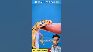 How A Lizard