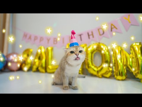 Video: Cách Tổ Chức Tiệc Sinh Nhật Cho Mèo Của Bạn