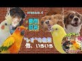 【プレミア公開４】セキセイインコ・オカメインコ・キャバリア・コガネメキシコインコ YouTube premium