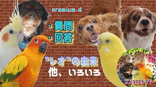 【プレミア公開４】セキセイインコ・オカメインコ・キャバリア・コガネメキシコインコ YouTube premium